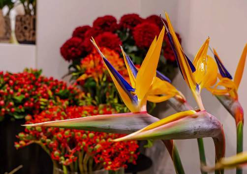 2026年意大利里米尼国际果蔬种植技术展览会:生物方案与数字技术创新前沿