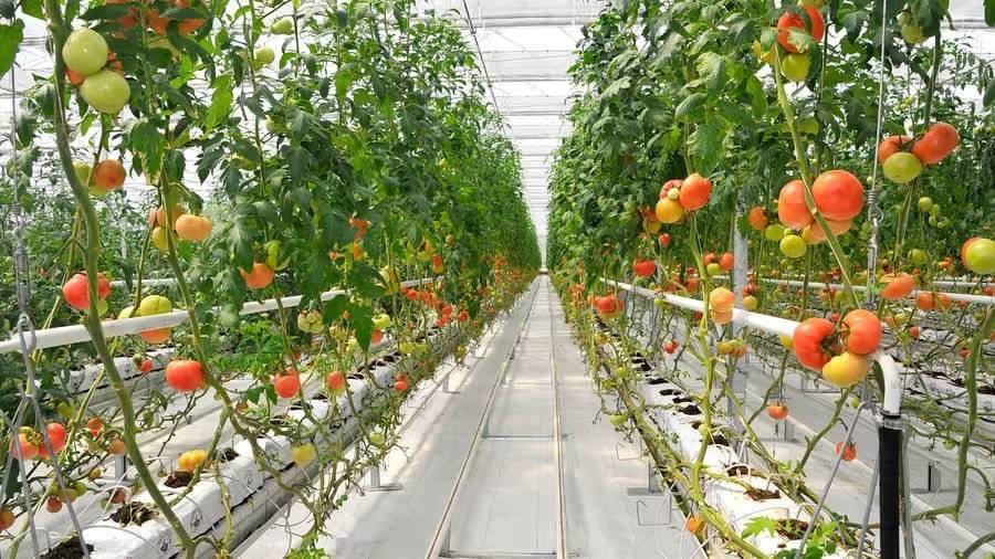 2026乌兹别克斯坦塔什干国际农业展览会将推温室产业