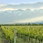 5.20-22第34届Interwine智利展团——新世界标杆，稳步开拓中国市场