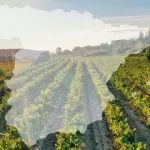 5.20-22第34届Interwine西班牙展团——如阳光般热情和奔放