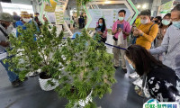 2024泰国曼谷大麻展-亚洲国际大麻论坛AIHE门票购买途径 购票入口