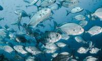 2026年AquaFarm国际水产养殖大会将在意大利普伦举行