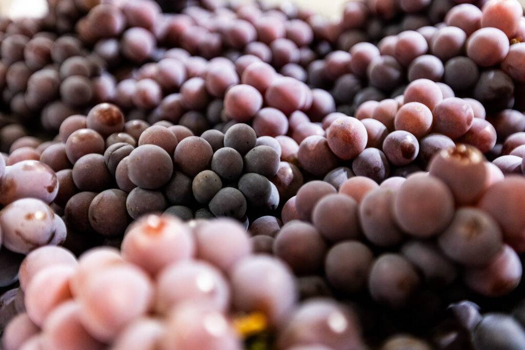 巴西圣保罗国际果蔬展——Fruit Attraction São Paulo 2026