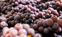 巴西圣保罗国际果蔬展——Fruit Attraction São Paulo 2026