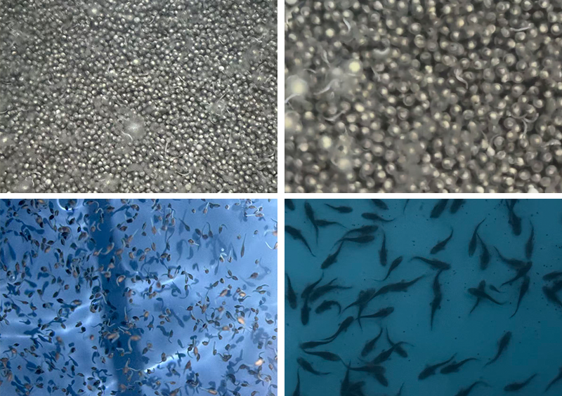 深入越南鲟鱼市场，鲟鳇科技亚洲布局再落一子 | 2025年越南渔业展纪实