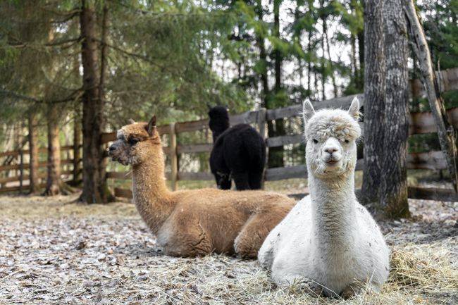 多伦多国际艺术展：艺术、音乐与万圣节狂欢