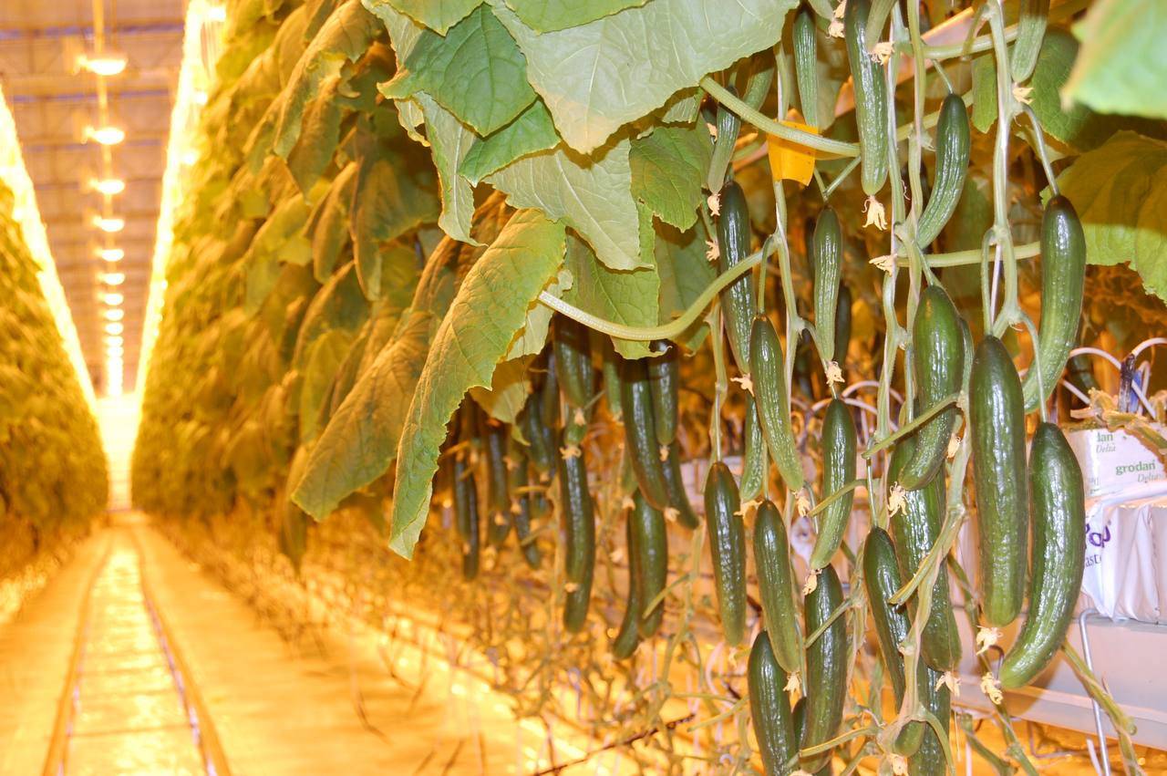 2025年俄罗斯莫斯科国际果蔬展览会：参展商Reflux Group