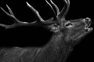 2026年法国芒特拉若利狩猎与野生动物展即将在马恩拉莱举行