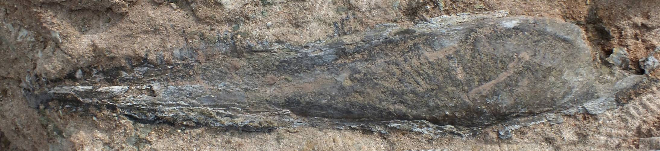 慕尼黑国际矿产展2025展出三叠纪惊人发现